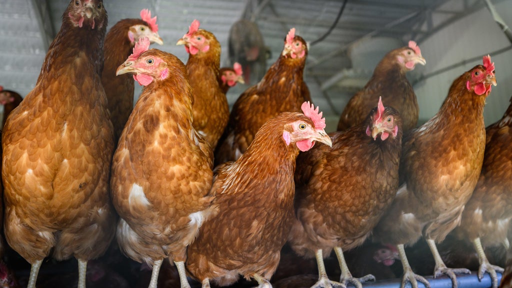 Approximately 90 "backyard flock" birds in Northern California affected by avian flu โ CBS Bay Area (KPIX), Orinda Community news