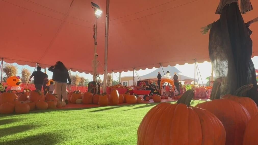 Bay Area families ready to enjoy fall activities welcome weather cooldown — CBS Bay Area (KPIX), Orinda Arts news