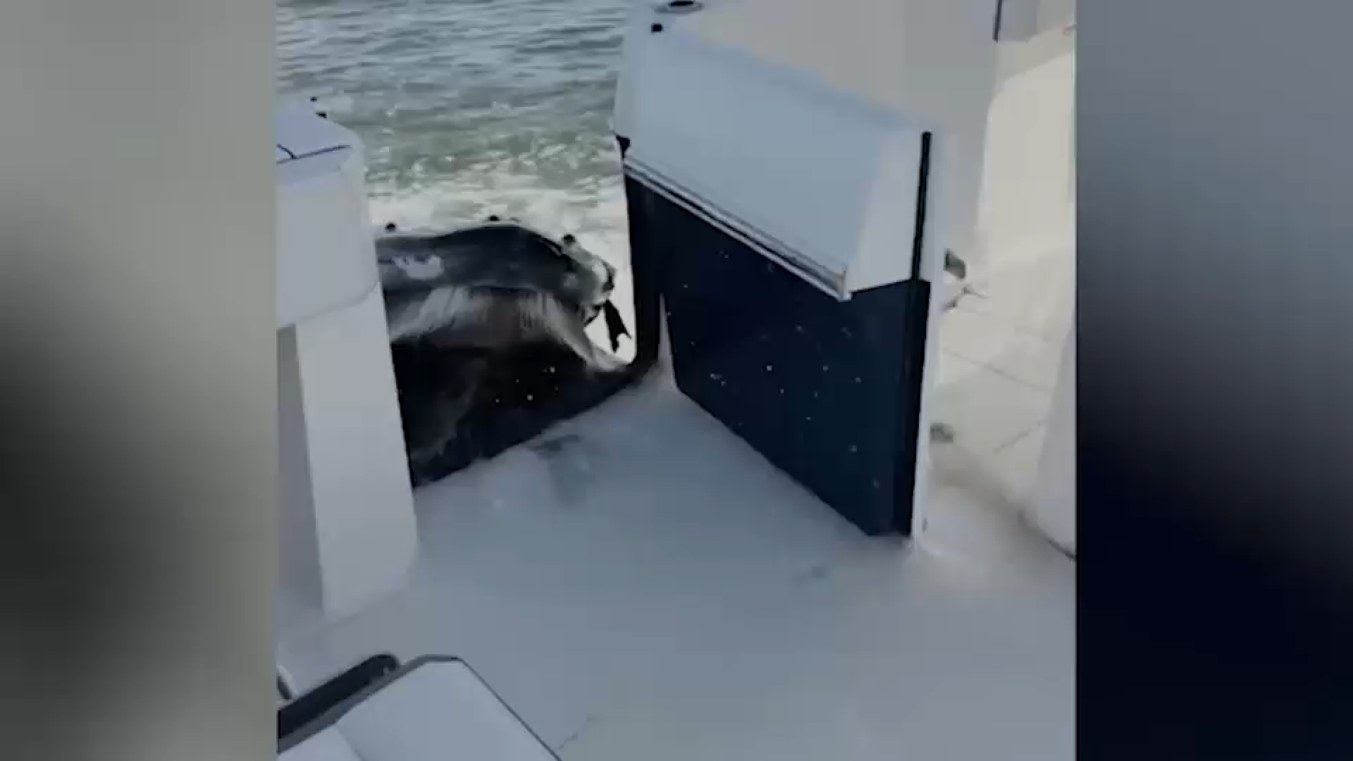 Video captures humpback whale crashing into boat off Long Island
— ABC 7 Bay Area, Orinda Community news