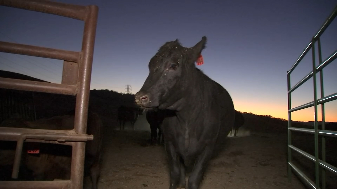PG&E Public Safety Power Shutoffs leave Bay Area ranchers, residents frustrated
       — ABC 7 Bay Area, Orinda Community news