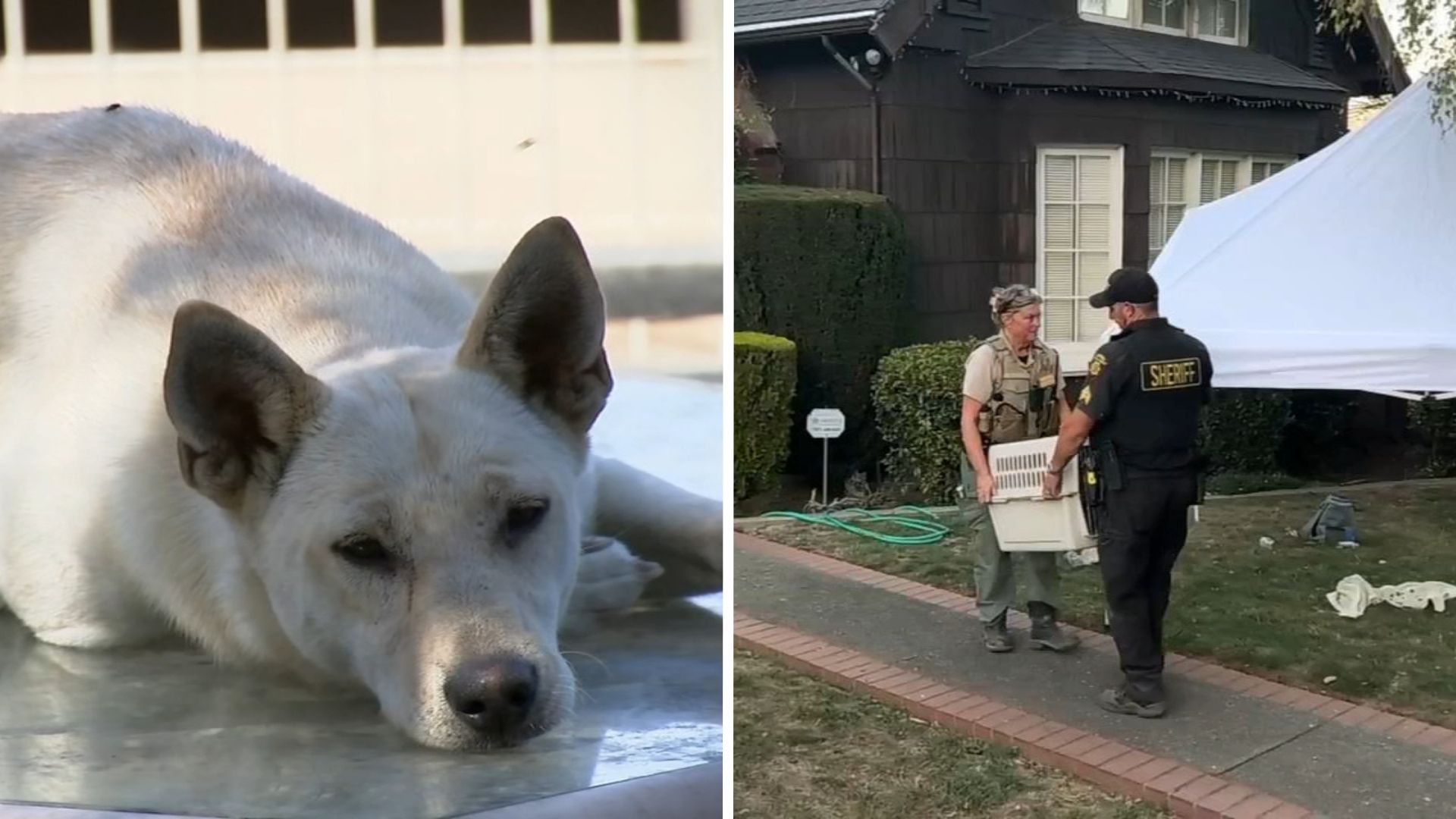44 dogs removed from Vallejo 'hoarder' home linked to convicted breeder in animal cruelty case
       — ABC 7 Bay Area, Orinda Real Estate news