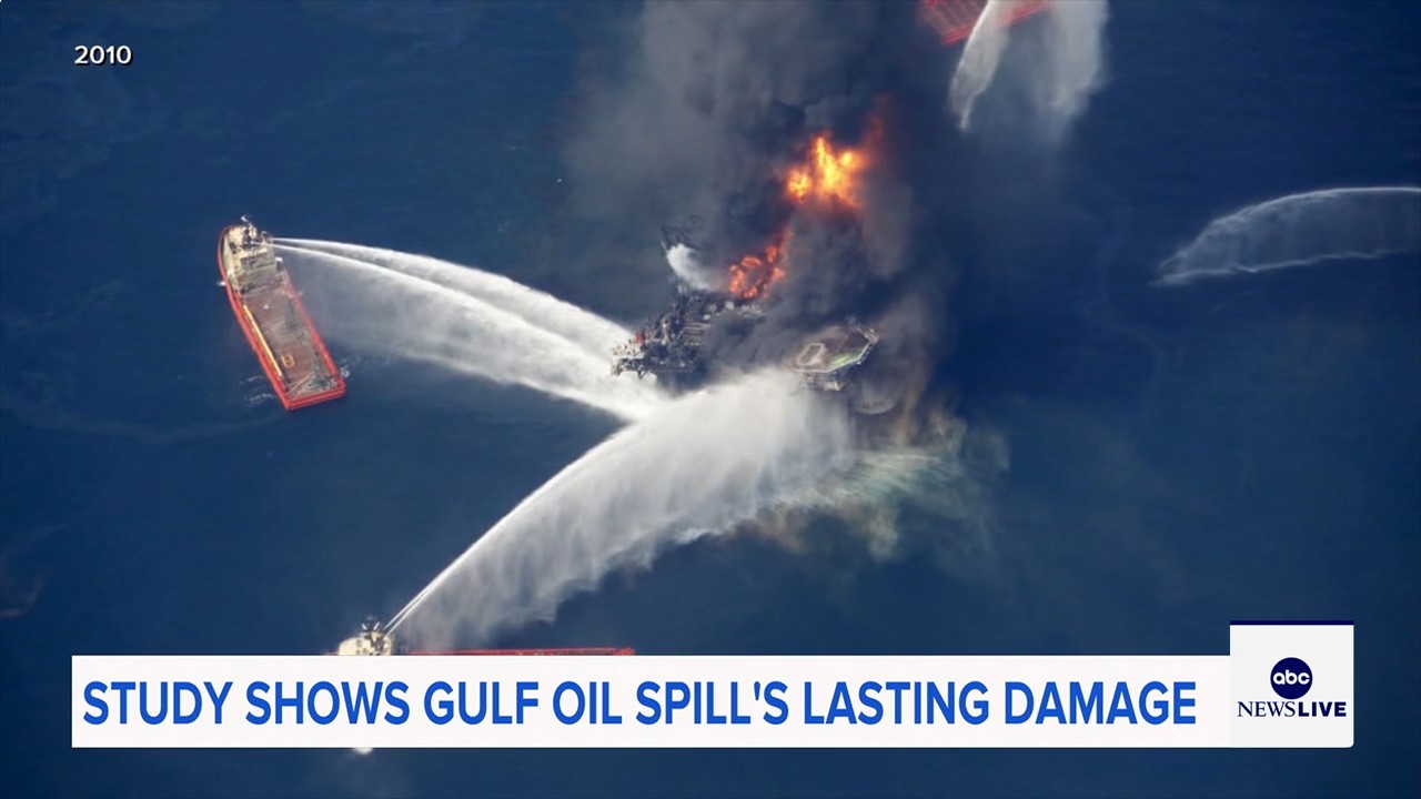 Marine life dramatically declined in Gulf of Mexico in years after BP oil spill, study finds

       — ABC 7 Bay Area, Orinda Community news