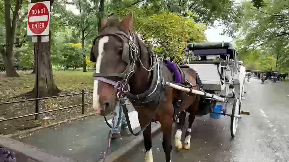 New York City Council passes law to phase out horse-drawn carriages by 2028
       — ABC 7 Bay Area, Orinda Government news