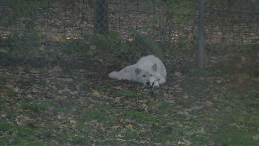 Bay Beach Wildlife Sanctuary plans 564-acre habitat restoration, construction eyed in 2028 — Fox 11 Green Bay Local, Orinda Community news