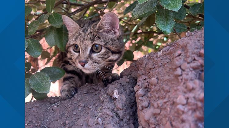 Maverick the Black-Footed Cat out on habitat at Cameron Park Zoo — KCEN (Central Texas), Orinda Community news