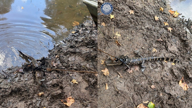 Alligator found tied to boat in East Texas pond; man cited for illegal possession, wardens say — KHOU 11 (Houston), Orinda Sports news