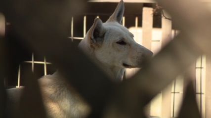 Dozens of dogs taken from Vallejo home amid animal cruelty investigation — KTVU FOX 2 Bay Area, Orinda Real Estate news